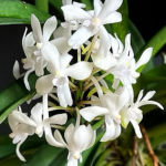 Vandachostylis Lou Sneary Alba